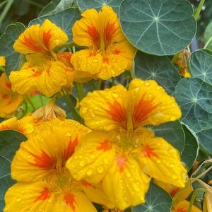 Meet your Posher, Alida